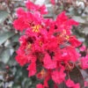 Rikki Tikki® Rouge Crapemyrtle -Green Haven Shop Lagerstromea Rikki Tikki Rouge 1 P