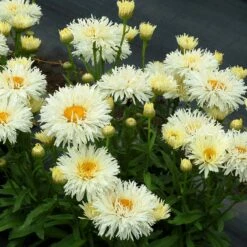 'Coconut' Double Shasta Daisy -Green Haven Shop Leucanthemum Coconut 2