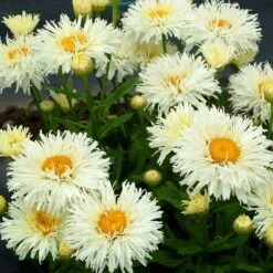 'Coconut' Double Shasta Daisy -Green Haven Shop Leucanthemum Coconut 3