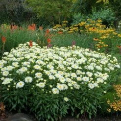 'Coconut' Double Shasta Daisy