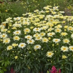 Amazing Daisies® 'Banana Cream' Shasta -Green Haven Shop Leucanthemum Banana Cream 2 P 70ca4ab5 25ef 449f 9d4d 1238edb1ed89 sw