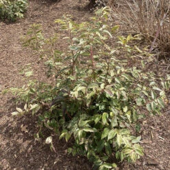 Paisley Pup™ Doghobble -Green Haven Shop Leucothoe Paisley Pup IMG 9190