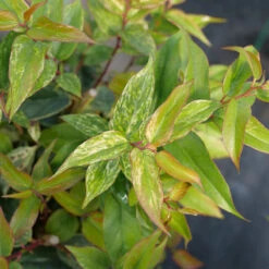 Paisley Pup™ Doghobble -Green Haven Shop Leucothoe Paisley Pup P1214645