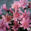 'Little Plum' Lewisia -Green Haven Shop Lewisia Little Plum 2