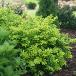Golden Ticket® Privet -Green Haven Shop Ligustrum Golden Ticket 3