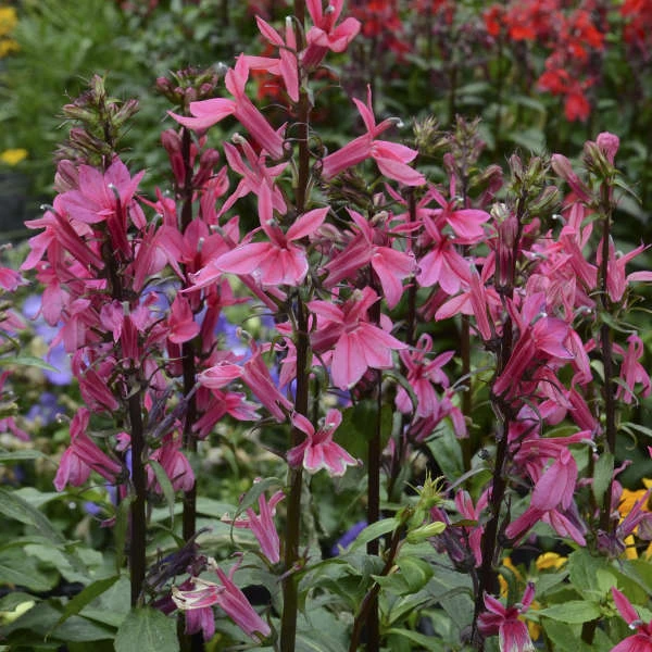 'Starship Deep Rose' Cardinal Flower 3 'Starship Deep Rose' Cardinal Flower
