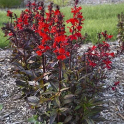 Starship™ Scarlet Bronze Leaf Cardinal Flower