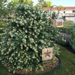 Kintzley's Ghost® Honeysuckle -Green Haven Shop Lonicera Kintzleys Ghost IMG 0102