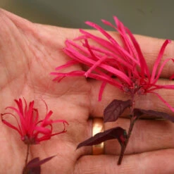 Jazz Hands Bold® Chinese Fringe-Flower -Green Haven Shop Loropetalum Jazz Hands Bold 2