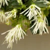 Jazz Hands® White Chinese Fringe-Flower -Green Haven Shop Loropetalum Jazz Hands Dwarf White 1