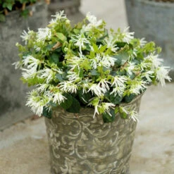 Jazz Hands® White Chinese Fringe-Flower -Green Haven Shop Loropetalum Jazz Hands Dwarf White 2