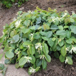 Jazz Hands® White Chinese Fringe-Flower -Green Haven Shop Loropetalum Jazz Hands Dwarf White 3