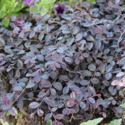 Jazz Hands Mini® Chinese Fringe-Flower -Green Haven Shop Loropetalum Jazz Hands Mini 2