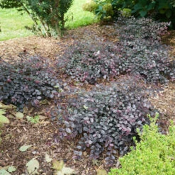 Jazz Hands Mini® Chinese Fringe-Flower -Green Haven Shop Loropetalum Jazz Hands Mini 3