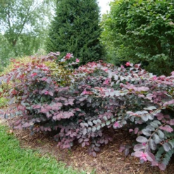 Jazz Hands® Pink Chinese Fringe-Flower -Green Haven Shop LoropetalumJazzHandsPinkP1079773 800x800 9f503d1