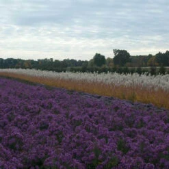 Purple Eulalia -Green Haven Shop MISPU1Q 3 sw