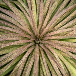 Mad About Mangave® 'Bad Hair Day' Mangave -Green Haven Shop Mangave BadHairDay Mangave 2