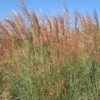 'Scout' Maiden Grass -Green Haven Shop Miscanthus Scout