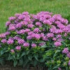'Pardon My Lavender' Bee Balm 1 'Pardon My Lavender' Bee Balm -Green Haven Shop Monarda Pardon My Lavender 1 P