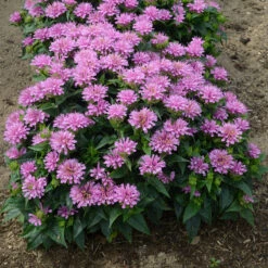 'Pardon My Lavender' Bee Balm 10 'Pardon My Lavender' Bee Balm -Green Haven Shop Monarda Pardon My Lavender 3 P