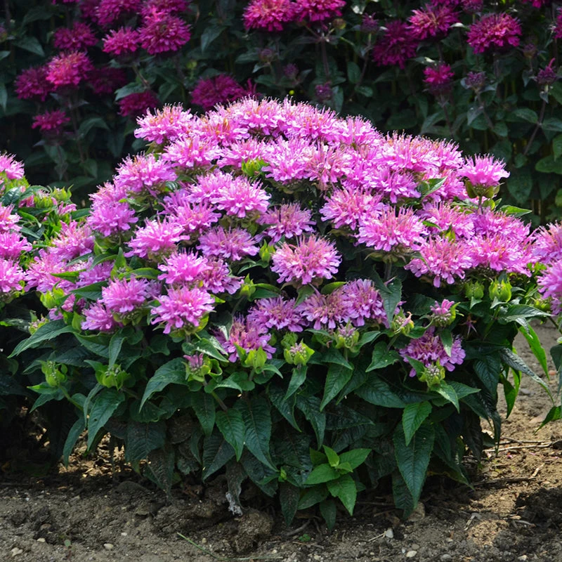 'Pardon My Lavender' Bee Balm 7 'Pardon My Lavender' Bee Balm - Image 5