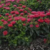 'Pardon My Cerise' Bee Balm -Green Haven Shop Monardadidyma PardonMyCerise PP29234CPBR57250001lowres