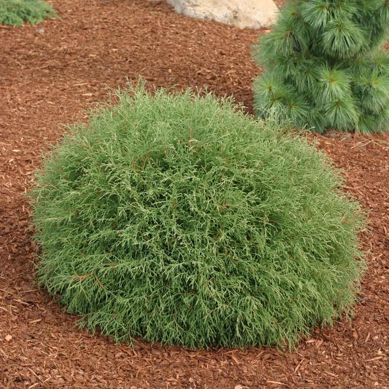 Mr. Bowling Ball® Arborvitae 3 Mr. Bowling Ball® Arborvitae
