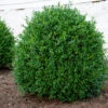 NewGen Independence® Boxwood -Green Haven Shop NewGen Independence3