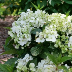 Fairytrail™ White Cascade Hydrangea -Green Haven Shop P1214369 800x800 8731f55