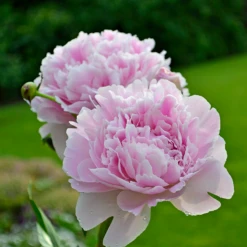 'Sarah Bernhardt' Peony -Green Haven Shop PaeoniaSarahBernhardt 130620cre002