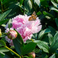 'Sarah Bernhardt' Peony -Green Haven Shop PaeoniaSarahBernhardtwithbutterfly 160606gbo017