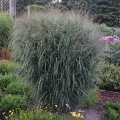 Prairie Winds® 'Apache Rose' Switchgrass -Green Haven Shop Panicum Apache Rose 2 P
