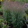 Prairie Winds® 'Apache Rose' Switchgrass -Green Haven Shop Panicum Apache Rose 3 P