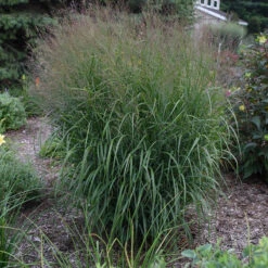Prairie Winds® 'Apache Rose' Switchgrass -Green Haven Shop Panicum Apache Rose 4 P