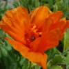 'Harvest Moon' Oriental Poppy -Green Haven Shop PapaverHarvestMoon 170914kwe003