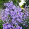 Cha Cha™ ‘Lavender’ Beardtongue -Green Haven Shop Penstemon Cha Cha Lavender 3