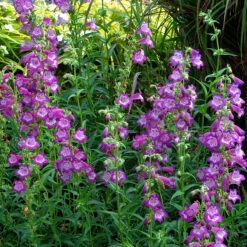 Cha Cha™ ‘Lavender’ Beardtongue -Green Haven Shop Penstemon Cha Cha Lavender 4