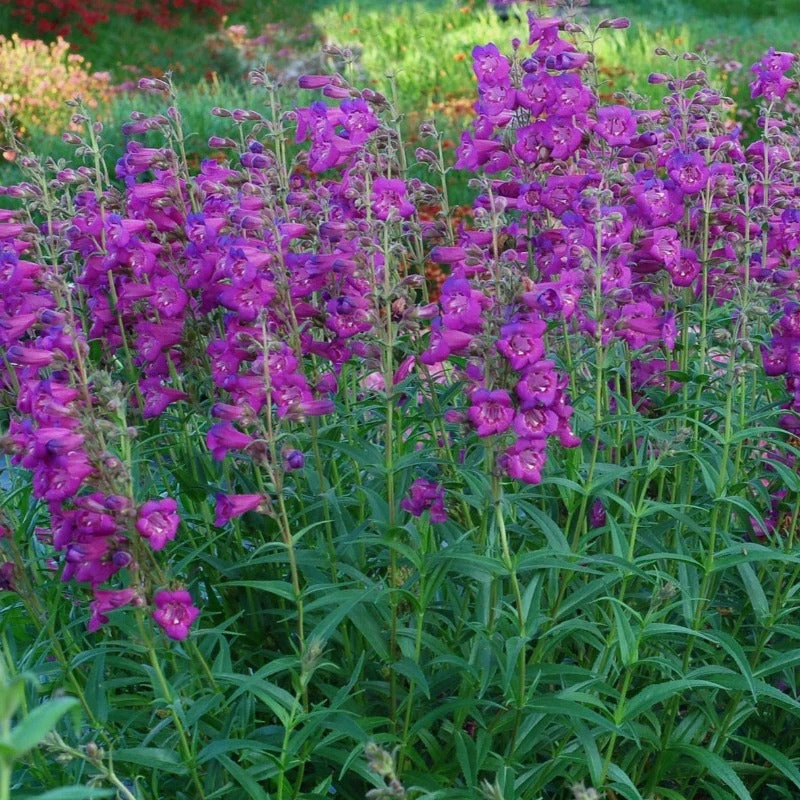 Cha Cha™ 'Purple' Beardtongue 4 Cha Cha™ 'Purple' Beardtongue - Image 2