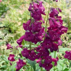 Cha Cha™ 'Purple' Beardtongue 10 Cha Cha™ 'Purple' Beardtongue -Green Haven Shop Penstemon Cha Cha Purple 6