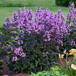 'Midnight Masquerade' Beardtongue -Green Haven Shop Penstemon Midnight Masquerade 3 P
