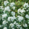 Illuminati Arch® Mock Orange -Green Haven Shop Philadelphus Illuminati Arch 1