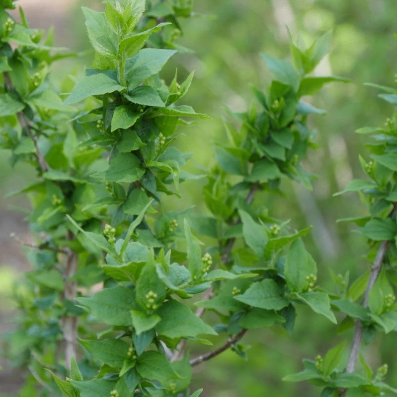 Illuminati Arch® Mock Orange 5 Illuminati Arch® Mock Orange - Image 3