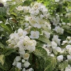 Illuminati Sparks™ Mock Orange -Green Haven Shop PhiladelphusIlluminatiSparksIMG 1180 800x800 ccd8202