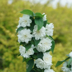 Illuminati Spice™ Mock Orange -Green Haven Shop Philadelphus Illuminati Spice DSC06775
