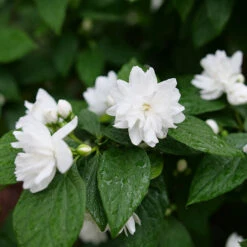 Illuminati Spice™ Mock Orange -Green Haven Shop Philadelphus Illuminati Spice P1173258