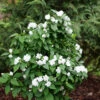 Illuminati Spice™ Mock Orange -Green Haven Shop Philadelphus Illuminati Spice P1173262
