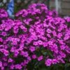 'Cloudburst' Tall Cushion Phlox -Green Haven Shop Phlox Cloudburst 1 P sw