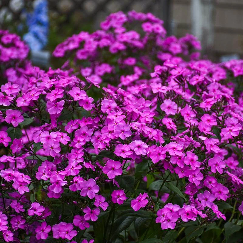 'Cloudburst' Tall Cushion Phlox 3 'Cloudburst' Tall Cushion Phlox
