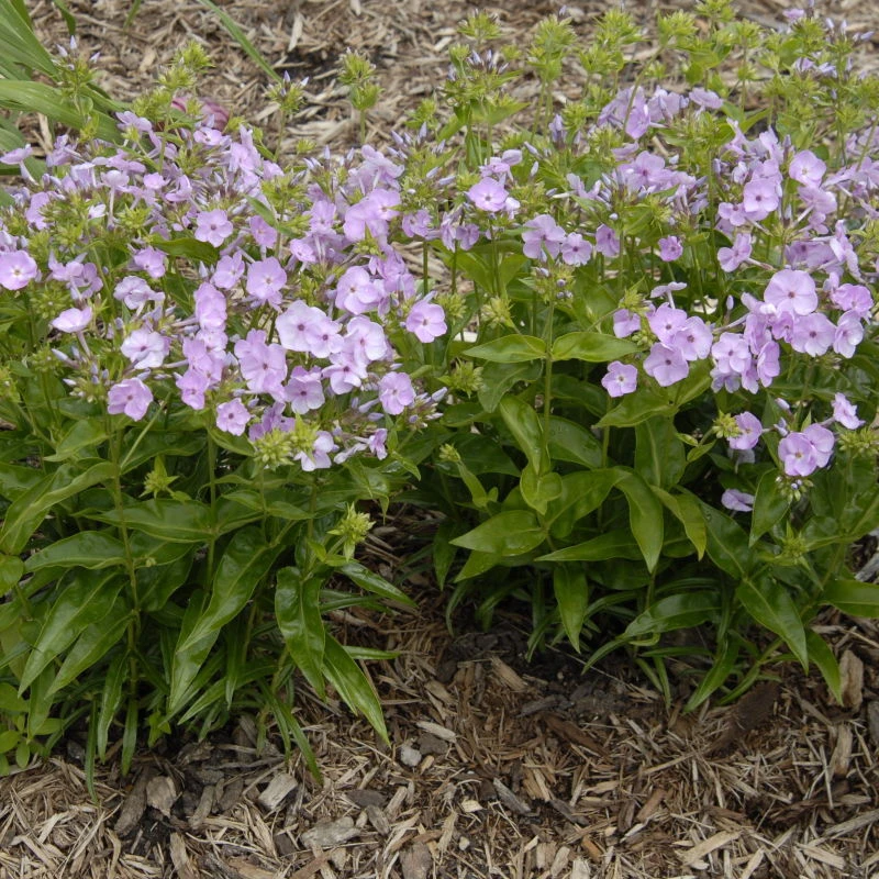 'Opening Act Blush' Hybrid Phlox 5 'Opening Act Blush' Hybrid Phlox - Image 3
