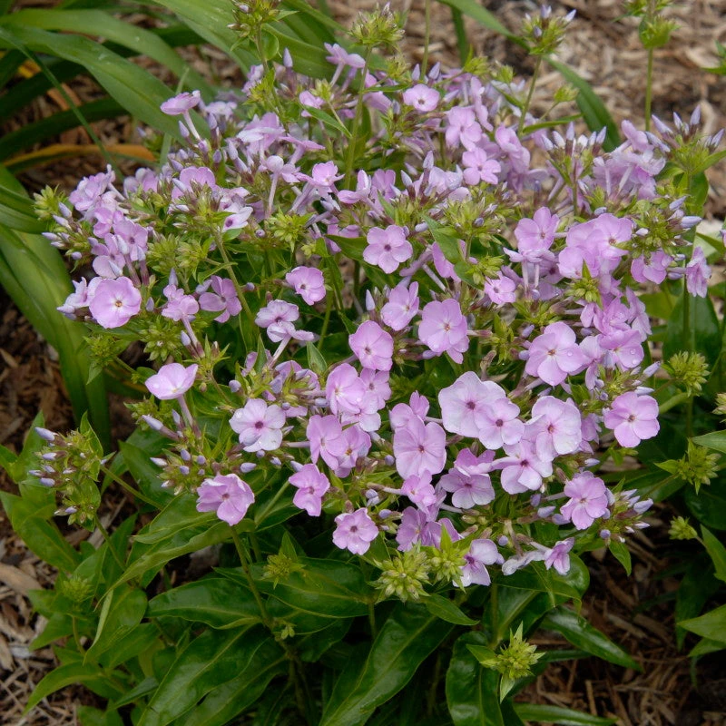 'Opening Act Blush' Hybrid Phlox 7 'Opening Act Blush' Hybrid Phlox - Image 5